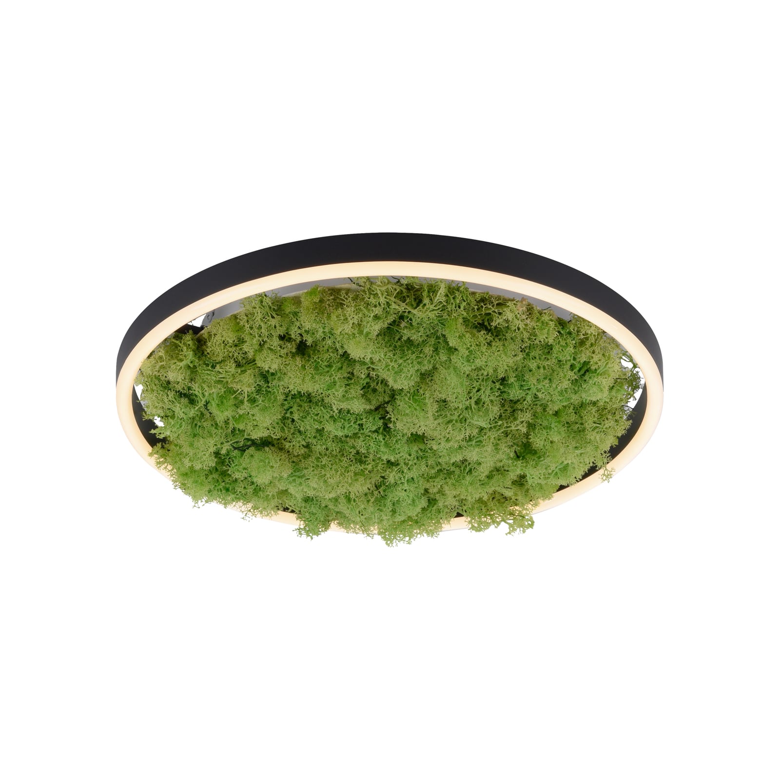 LED taklampe Green Ritus med mose dimbar Ø39,3 cm svart bakside