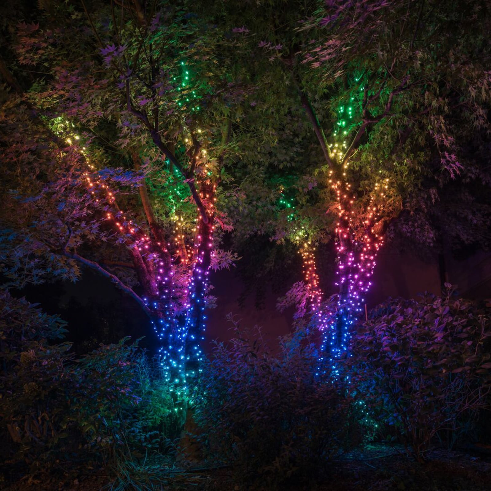 Lyslenke Twinkly RGB 250 lys 20 m dimbar WiFi IP44 bakside