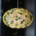 Pendellampe Bloom S1 polykarbonat mint Ø53 cm forfra